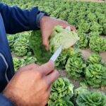Syngenta acelera su innovación en el cultivo de hoja y brásicas