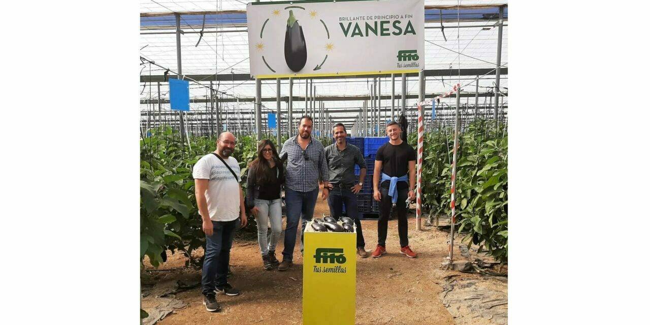 Fitó presenta el potencial productivo y de calidad de su berenjena Vanesa en dos invernaderos de Almería