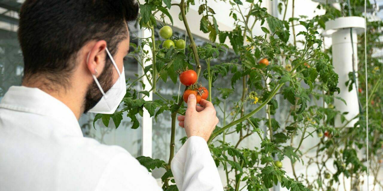 Una pared para detener la marchitez bacteriana en tomate
