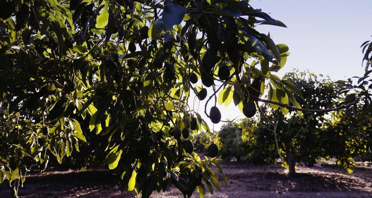 Jornadas de frutos tropicales