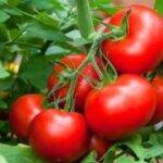 Utilización de hongos para estimular el desarrollo del tomate