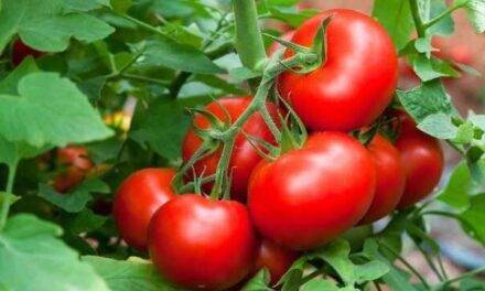 Utilización de hongos para estimular el desarrollo del tomate