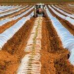 Agricultura y desertificación, ¿Cómo producir enfocados en el cuidado del suelo?