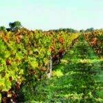 Herramientas para una viticultura sostenible