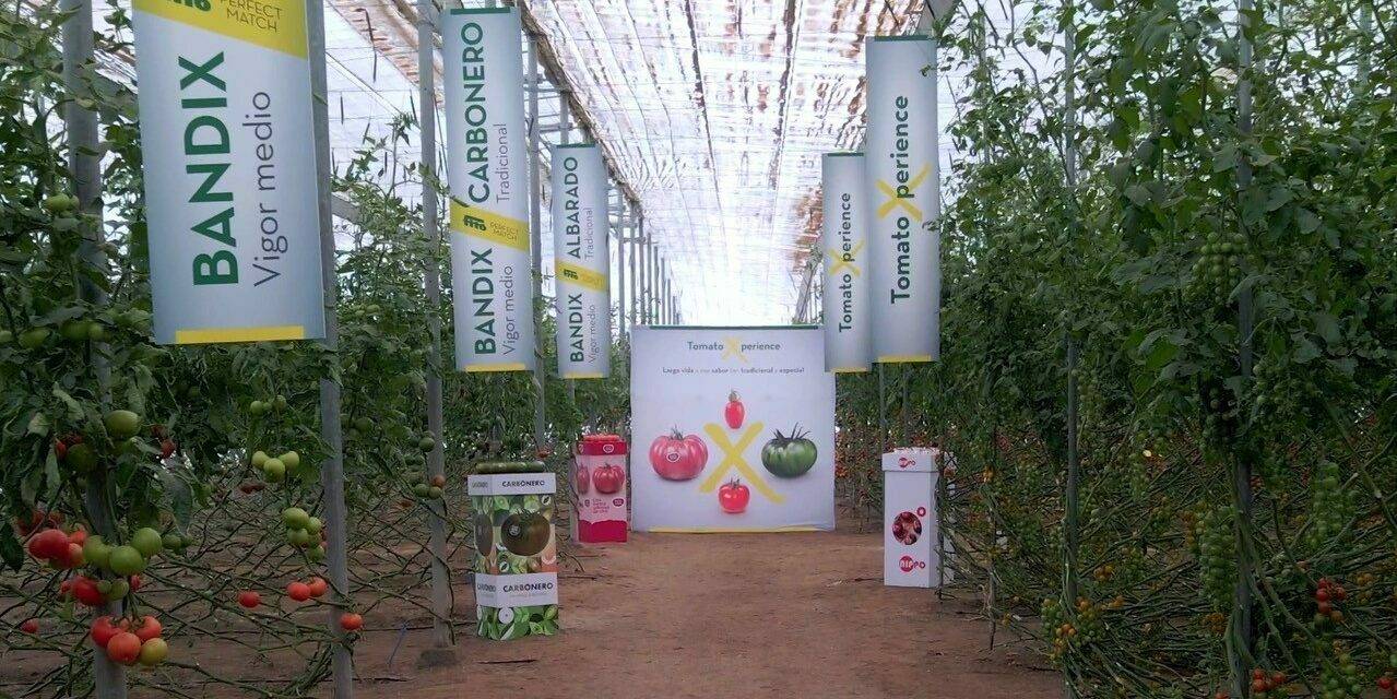 La “TomatoXperience” de Semillas Fitó muestra su liderazgo e innovación en todas las tipologías de tomate