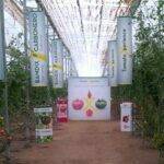 La “TomatoXperience” de Semillas Fitó muestra su liderazgo e innovación en todas las tipologías de tomate