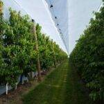 Arrigoni, agrotextiles para ahorrar agua y reducir sustancias fitosanitarias en Fruit Logistica 2022