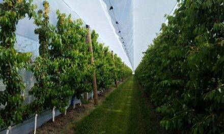 Arrigoni, agrotextiles para ahorrar agua y reducir sustancias fitosanitarias en Fruit Logistica 2022