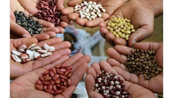 Barcelona será en el mes de mayo la capital mundial de las semillas
