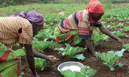 Promoviendo la agricultura de Nigeria en medio del conflicto