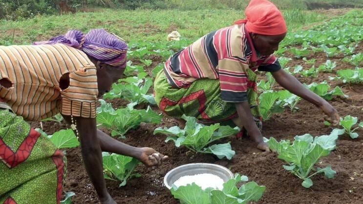 Promoviendo la agricultura de Nigeria en medio del conflicto