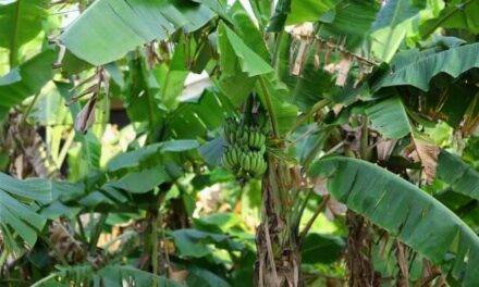 Isótopos para detectar el estrés por sequía en plátano