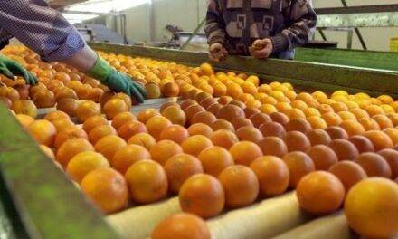 Intercitrus celebra la aprobación del cold treatment contra la «Falsa polilla» para la importación de naranjas