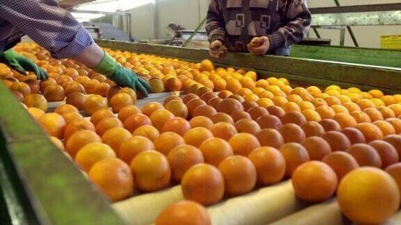 Intercitrus celebra la aprobación del cold treatment contra la «Falsa polilla» para la importación de naranjas