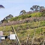 Las enseñanzas del proyecto FitoVit para una viticultura sostenible