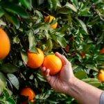 Importancia de la precosecha en el mantenimiento de la calidad en frutas y hortalizas