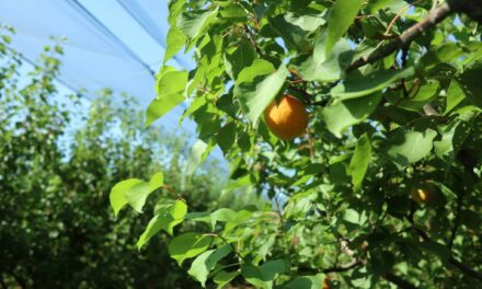 Arrigoni: Mallas protectoras de manzanas y peras