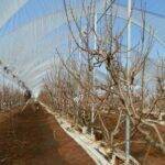 Agricover, la solución ideal para proteger el cultivo de frutales