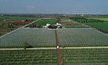 Bespoke orchard protection systems from Arrigoni