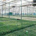 El semillero: Origen, actualidad y beneficios que ofrece a la horticultura