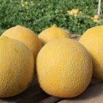 Semillas Fitó: Novedades en melones para Almería