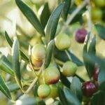 Aceite de oliva: un nuevo descubrimiento permite saber su origen geográfico