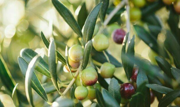 Aceite de oliva: un nuevo descubrimiento permite saber su origen geográfico