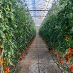 La revolución tecnológica y agro productiva de Almería