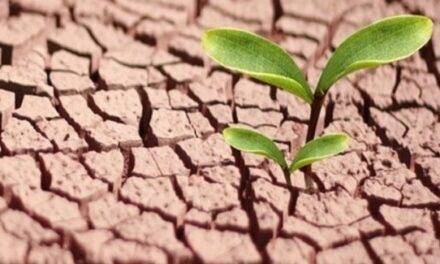 Más raíces laterales para luchar contra la sequía