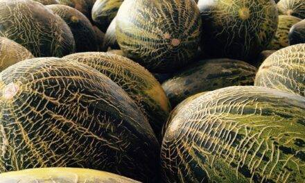 Kimitec, iguala el control químico de pulgones en melón con un nuevo biopesticida