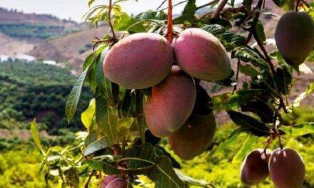 El cultivo del mango: desafíos actuales y perspectivas a futuro