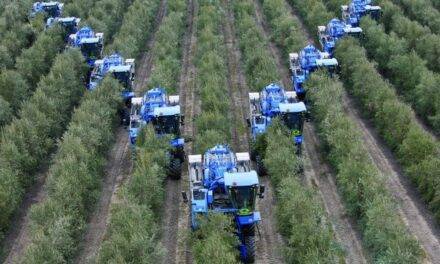 El cultivo del olivo, beneficios y adaptaciones tecnológicas