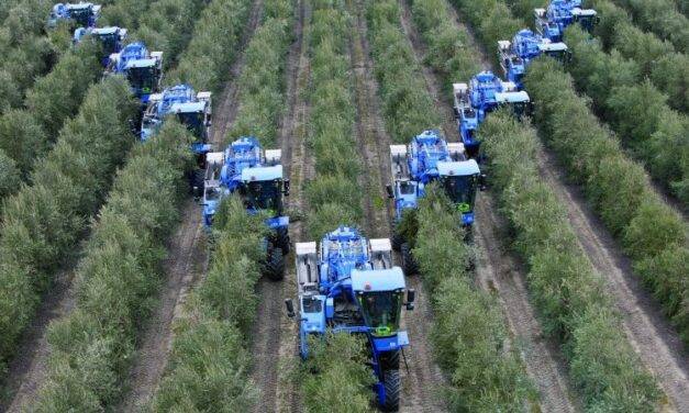 El cultivo del olivo, beneficios y adaptaciones tecnológicas