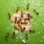 Hormigas y agricultura ¿Qué relación existe entre ellos?