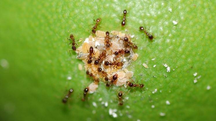 Hormigas y agricultura ¿Qué relación existe entre ellos?