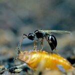 Control biológico de Drosophila suzukii, una alternativa posible