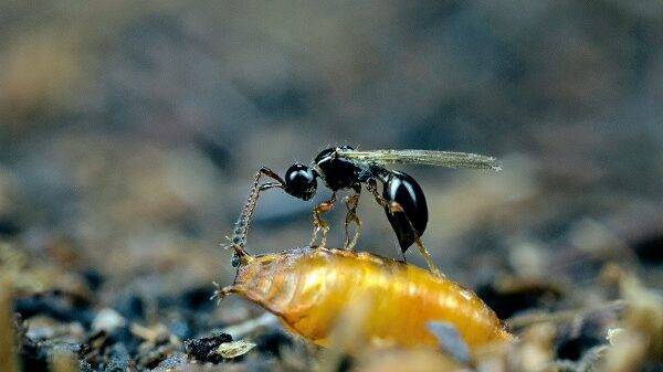 Control biológico de Drosophila suzukii, una alternativa posible