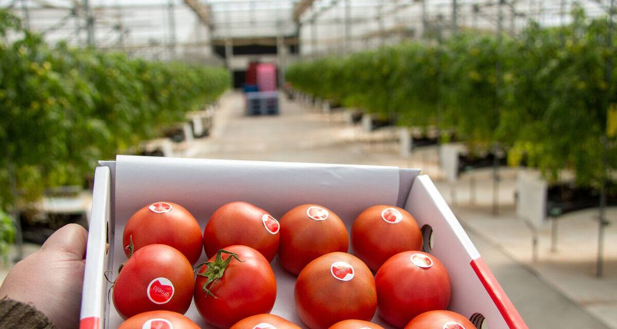 Amela, el tomate que enamora a Japón, se produce en Granada