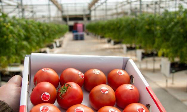 Amela, el tomate que enamora a Japón, se produce en Granada