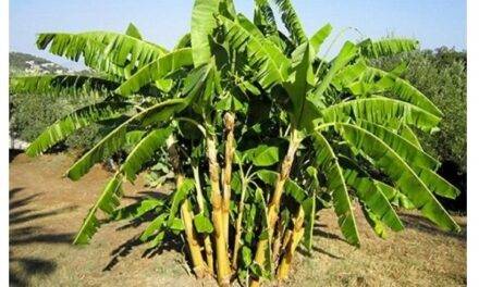 Hongo combate simultáneamente dos de las principales amenazas a la productividad bananera