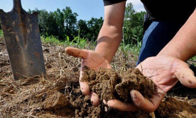 En Cataluña investigan como cuidar el suelo a través de agricultura regenerativa