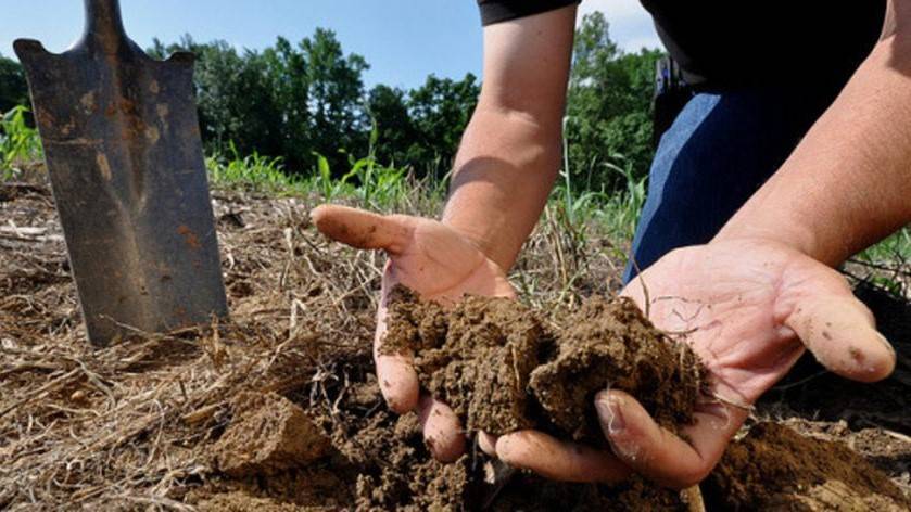En Cataluña investigan como cuidar el suelo a través de agricultura regenerativa