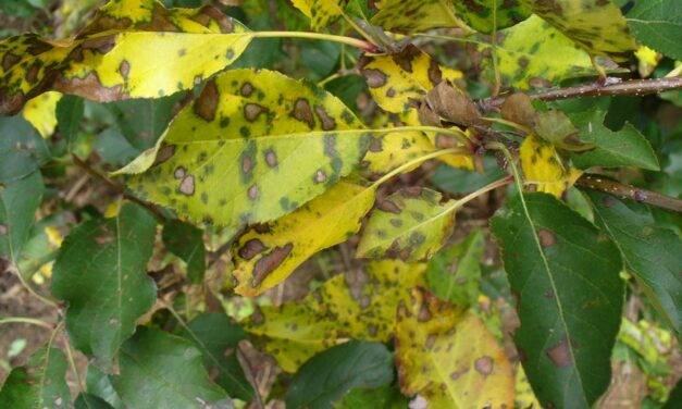 El quitosano exógeno mejora la resistencia de la manzana a la mancha foliar causada por Glomerella cingulata