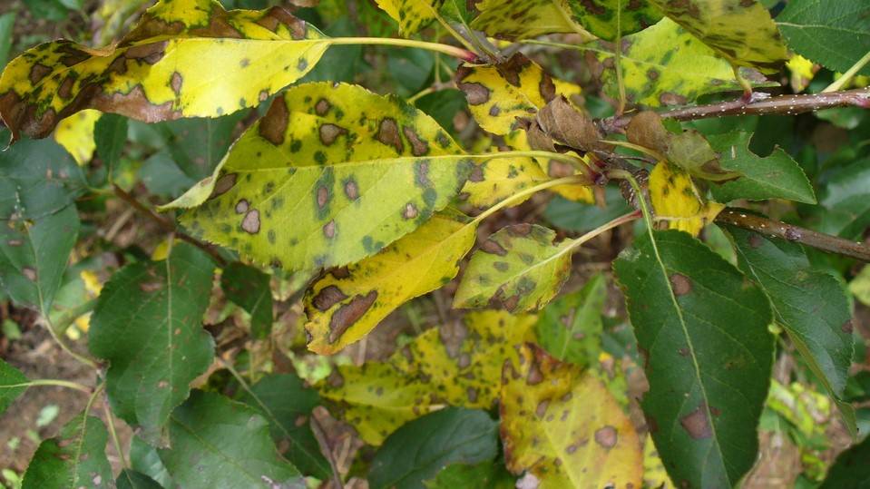 El quitosano exógeno mejora la resistencia de la manzana a la mancha foliar causada por Glomerella cingulata