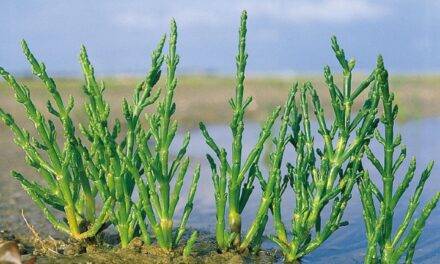 ¿Cómo enfrentan las plantas el estrés causado por la salinidad?