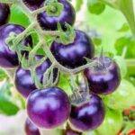 El nuevo tomate morado que aporta interesantes beneficios a la salud