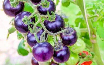 El nuevo tomate morado que aporta interesantes beneficios a la salud