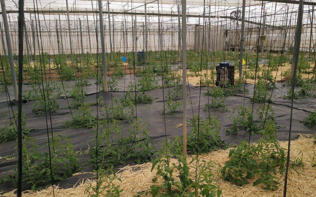 Acolchados del suelo alternativos para la producción sostenible de tomate bajo invernadero