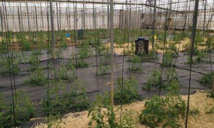 Acolchados del suelo alternativos para la producción sostenible de tomate bajo invernadero