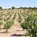 El pistacho, características y necesidades básicas del cultivo